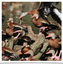 Black-Bellied Whistling Duck - Crowd